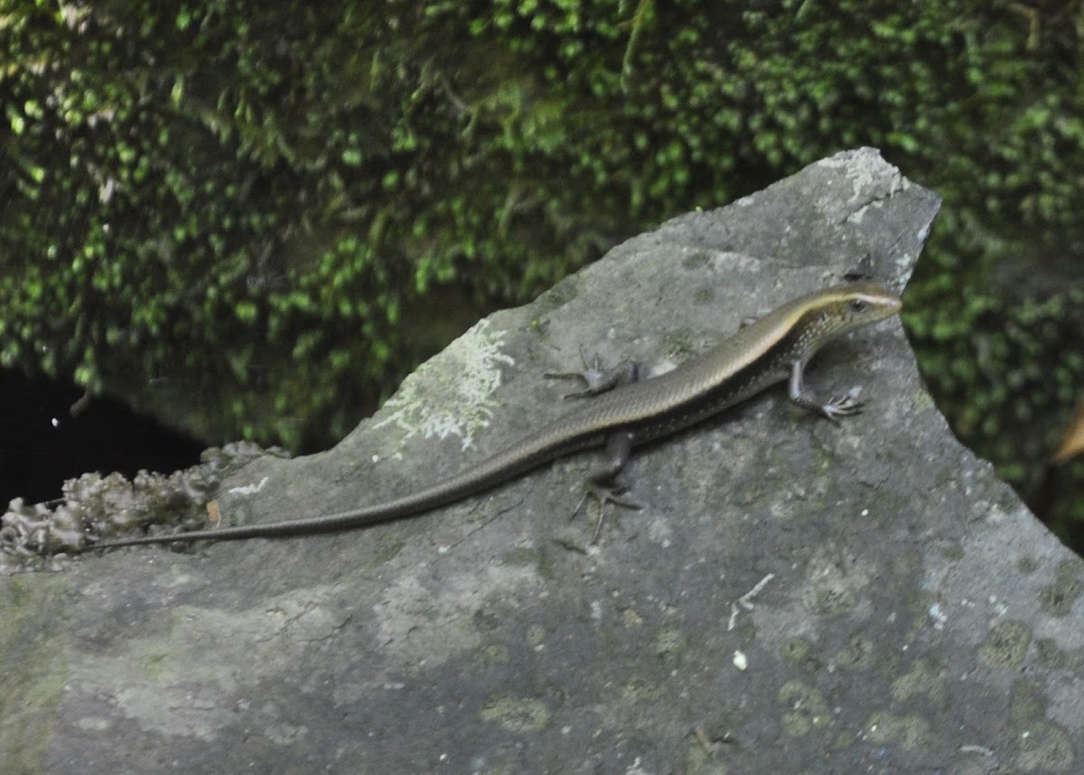 Bubuli or Sand Lizard