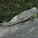 Bubuli or Sand Lizard