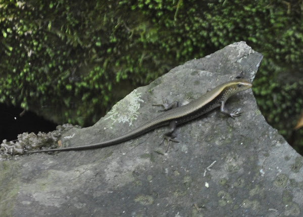 Bubuli or Sand Lizard | Project Noah