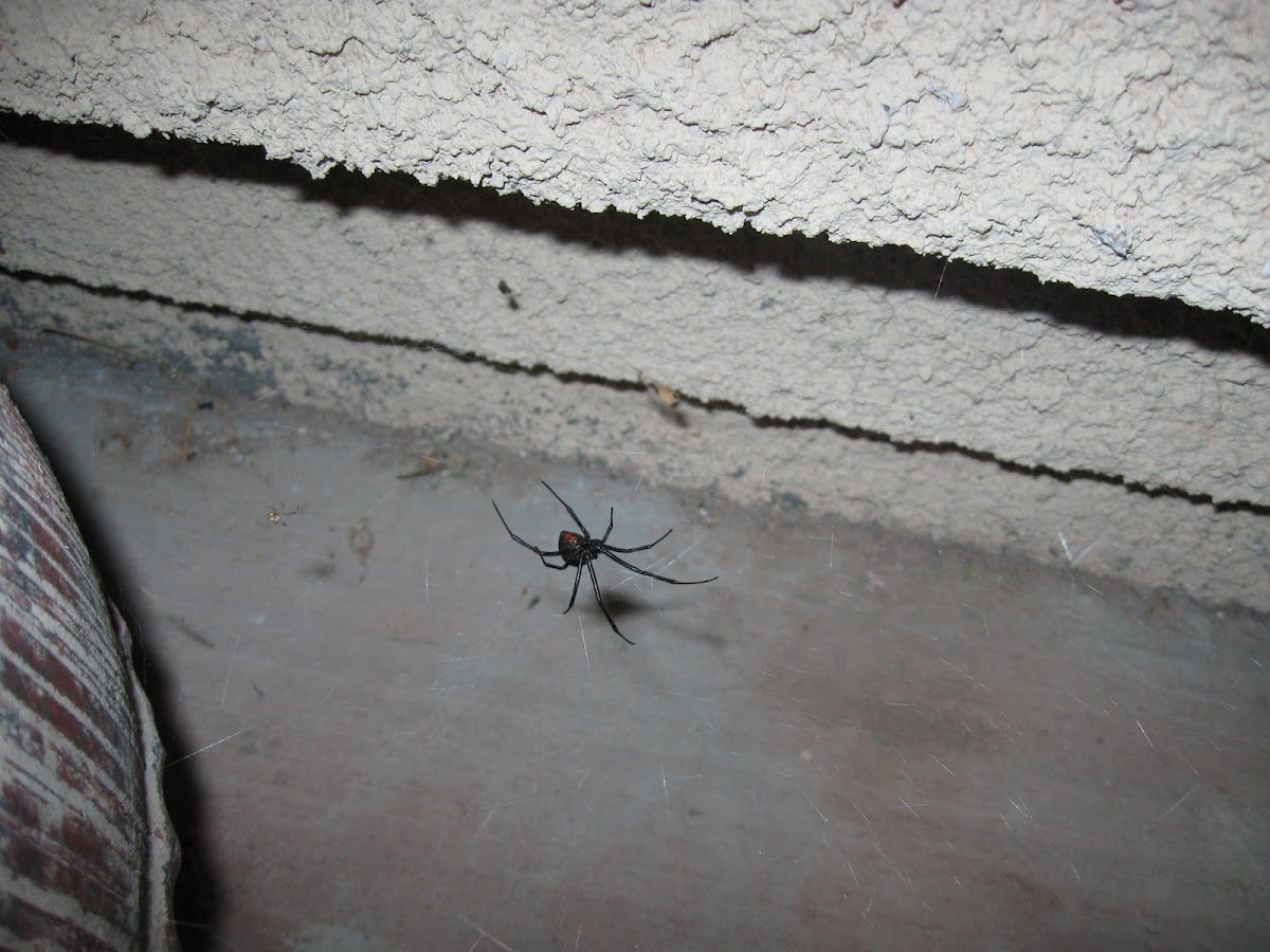 Black Widow (female and male)