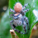 Jumping spider (Female)