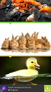 How to download Capital Raising Livestock patch 1.1 apk for android
