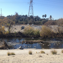 Los Angeles River Wildlife (Sunnynook Bridge)