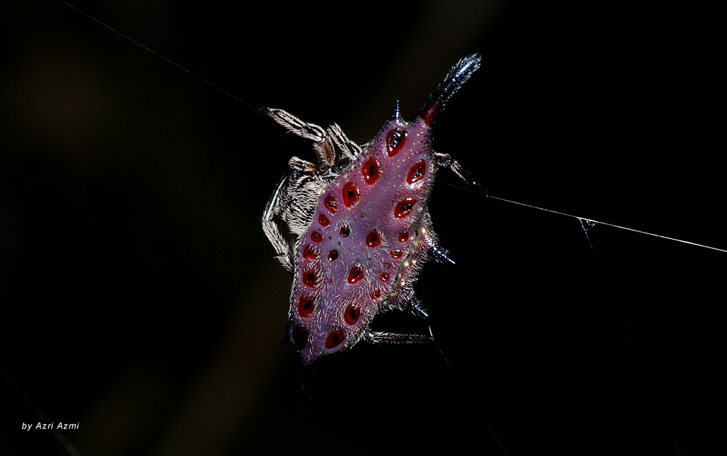 Spiny Backed Orb Weaver