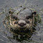 Cape Clawless Otter