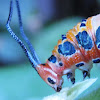 Ruddy Daggerwing  caterpillar