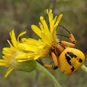 araña cangrejo