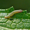 Yellow-striped armyworm moth caterpillar