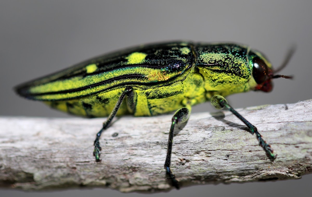 Jewel Beetle Project Noah