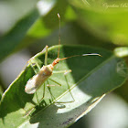 (Teneral) Leafhopper Assassin Bug