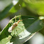 (Teneral) Leafhopper Assassin Bug