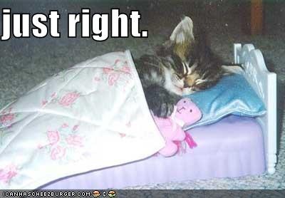 funny-pictures-kitten-sleeps-tiny-bed