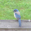 Western Scrub Jay