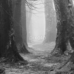by Yasin Akbaş - Landscapes Forests