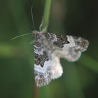 White-banded Toothed Carpet