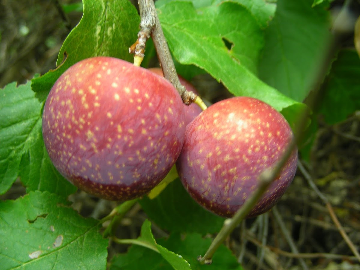 Plums (red)