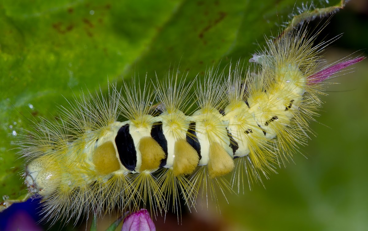 Pale Tussock moth (larva)