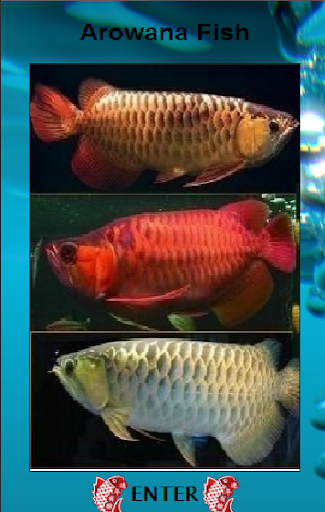 Arowana Guide