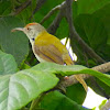 Common Tailorbird(ફૂત્કી)