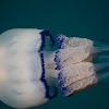 barrel jellyfish