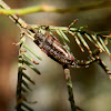 Clerid beetle (Checkered beetle)