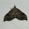 Dichromodes geometrid moth