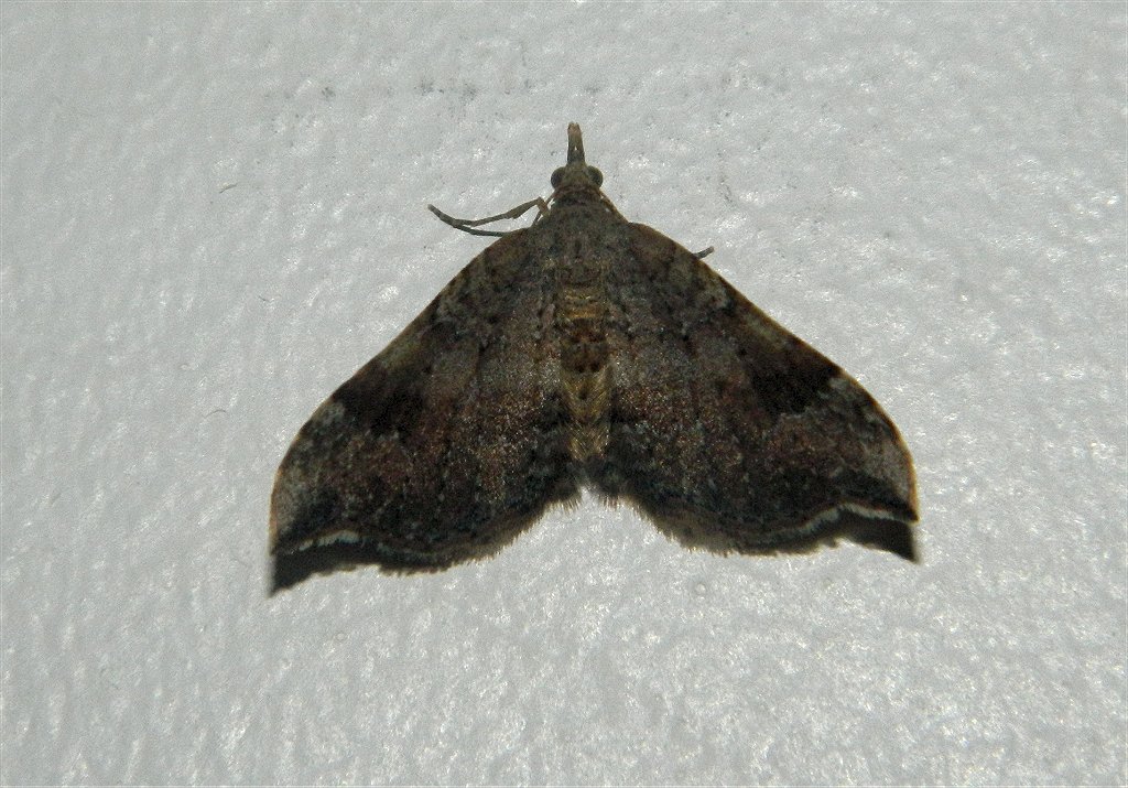 Dichromodes geometrid moth