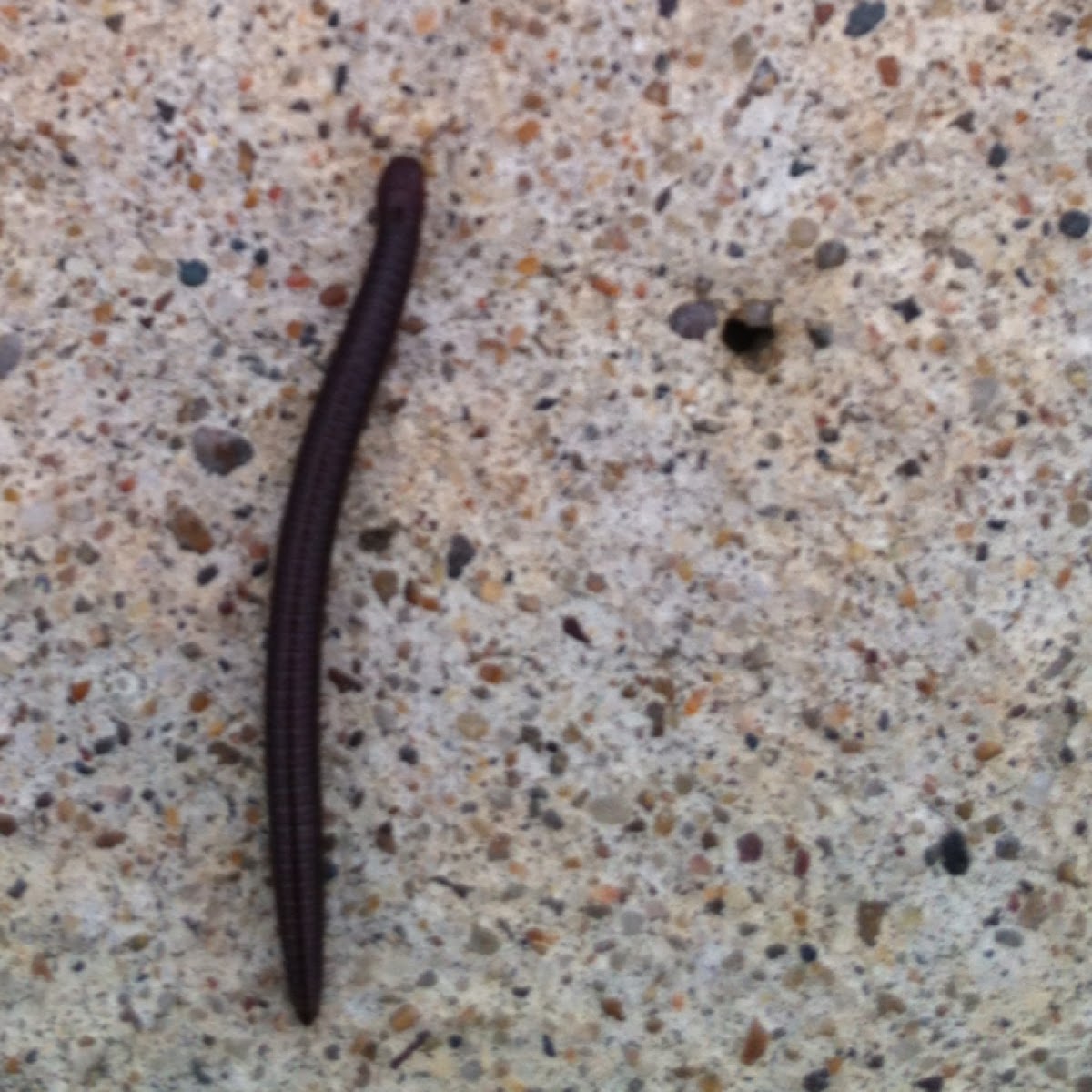 Millipede