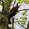 sly red squirrel