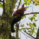 sly red squirrel
