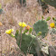 Eastern prickly pear cactus or Indian fig
