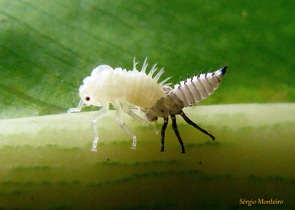 Treehopper nymph molting