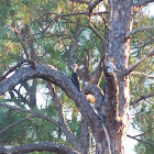 Pileated Woodpecker