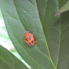Multicolored Asian Ladybug Pupa