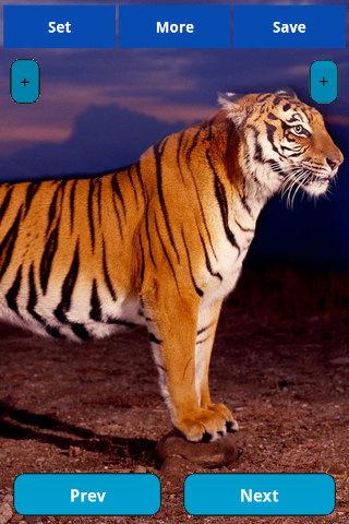 【免費娛樂App】Tiger Wallpapers-APP點子