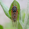 17 year cicada