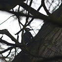 Pileated Woodpecker