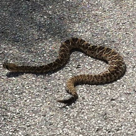 Eastern Diamondback Rattlesnake Project Noah