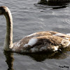 Mute swan (juvenile)