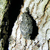Pecan Nut Case Bearing Moth