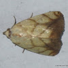 Transverse Moth