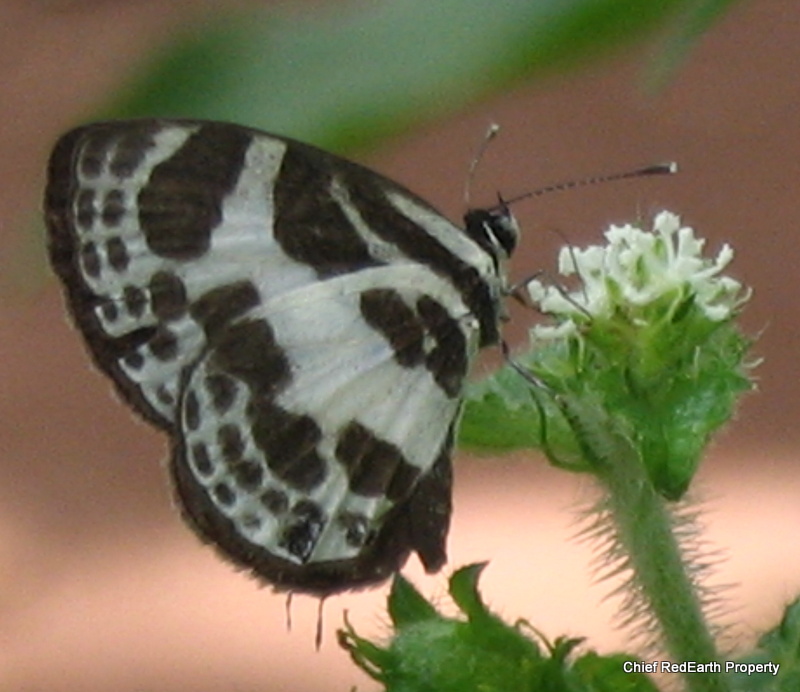 Banded blue pierrot