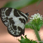 Banded blue pierrot