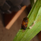 Scarlet Lilly Beetle