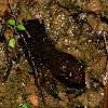 Unknown Salamander