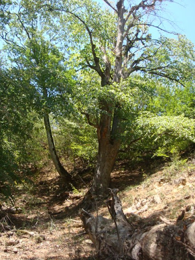 جنگل مسير كجور به نوشهر 870601- ستوده 