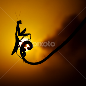 waiting sunset by Djeff Act - Animals Insects & Spiders