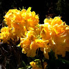 Rhododendron: Gold