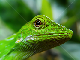 top model by Hendrata Yoga Surya -  