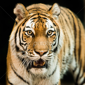 Amur Tiger II by Abeselom Zerit - Animals Lions, Tigers & Big Cats